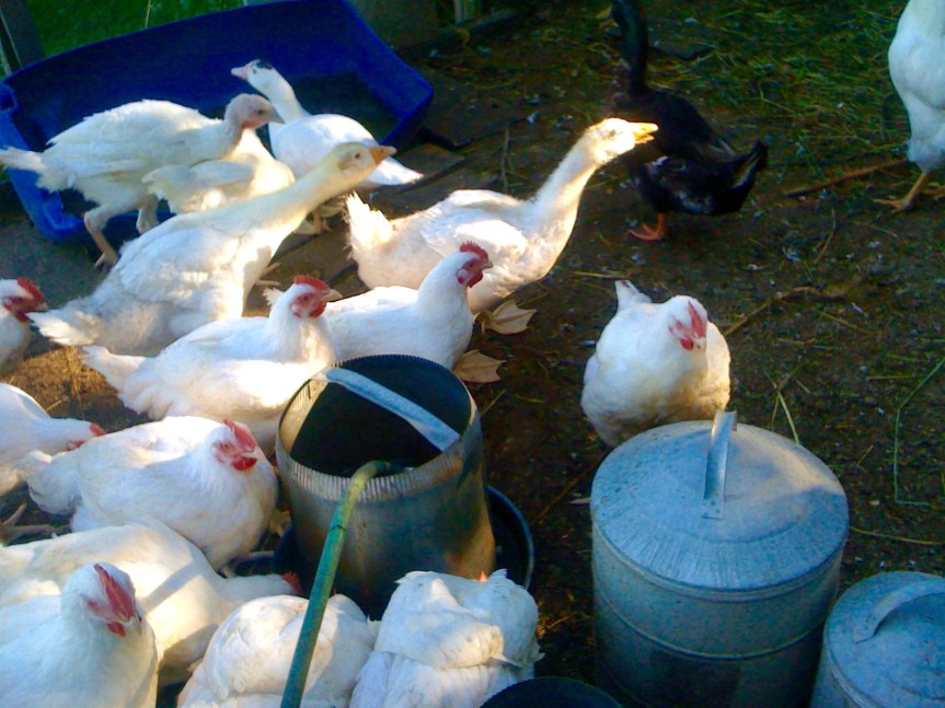 Covid-19 : les seigneurs revisitent la&nbsp;basse-cour